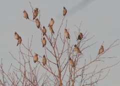 20170105 Waxwing flock